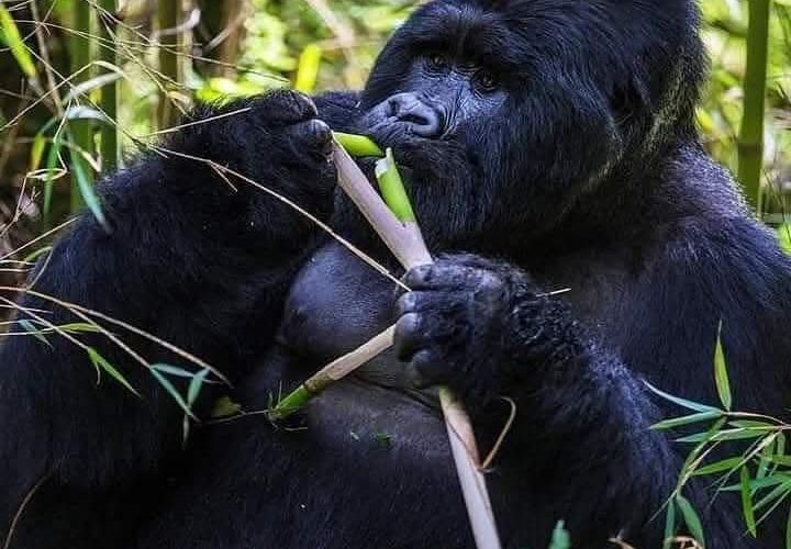 Rwenzori Gorrilas